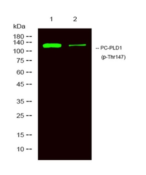 PC-PLD1 (phospho Thr147) rabbit pAb Antibody