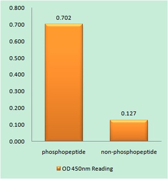 PC-PLD2 (phospho Tyr169) rabbit pAb