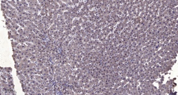 PC-PLD2 rabbit pAb