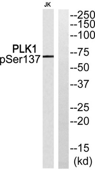 Plk1 (phospho Ser137) rabbit pAb