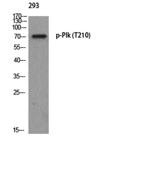 Plk (phospho Thr210) rabbit pAb