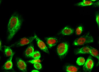 14-3-3 Theta/Tau (phospho-Ser232) antibody