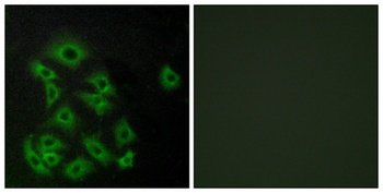 EDG-8 antibody