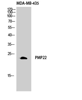 GAS3 antibody