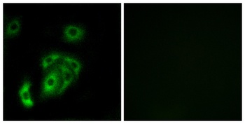 Contactin 5 antibody