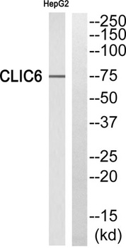 CLIC6 rabbit pAb