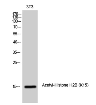 Histone H2B (Acetyl Lys15) rabbit pAb