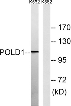 DNA pol delta cat antibody