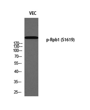 Rpb1 (phospho Ser1619) rabbit pAb