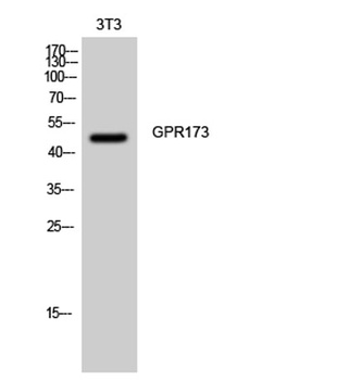 GPR173 antibody