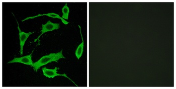 GPR85 antibody