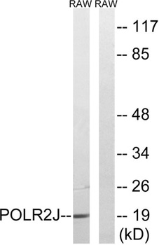 POLR2J1 rabbit pAb