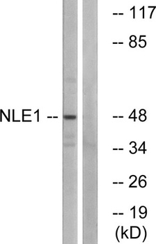 NLE1 rabbit pAb