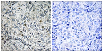 USP53 antibody