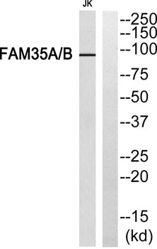 FAM35A/B rabbit pAb Antibody