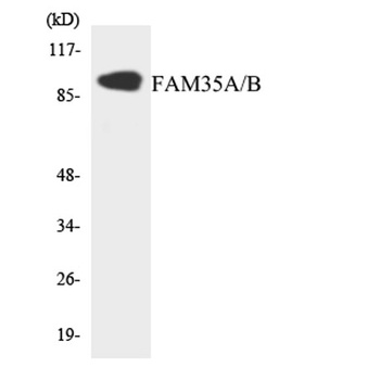 FAM35A/B rabbit pAb Antibody