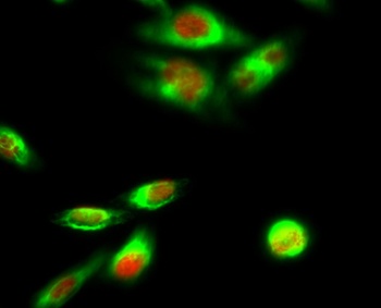 PPAR-alpha antibody