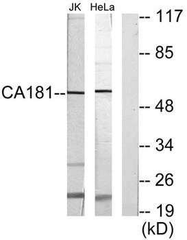 C1orf181 antibody