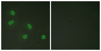 TRAP220 (phospho Thr1457) rabbit pAb