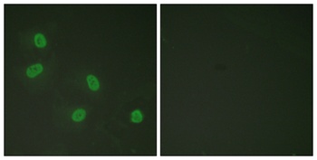 TRAP220 (phospho-Thr1457) antibody