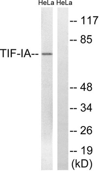 Rrn3 antibody
