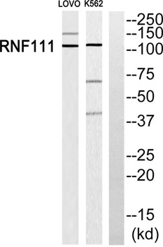Arkadia rabbit pAb
