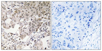 hCAP-G2 rabbit pAb