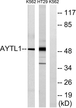 LPCAT2 rabbit pAb