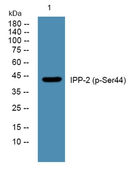 IPP-2 (phospho Ser44) rabbit pAb