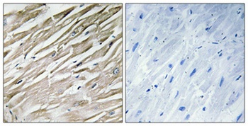 IPP-2 rabbit pAb