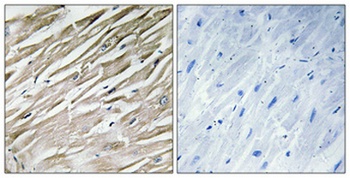 IPP-2 antibody