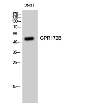 GPR172B rabbit pAb