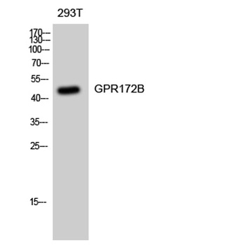 GPR172B antibody