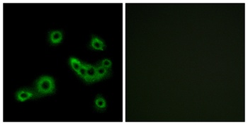 GPR172B rabbit pAb Antibody