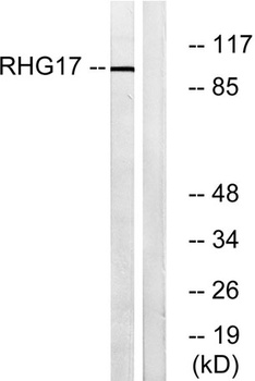 ARHGAP17 antibody