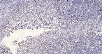 CEP55 (phospho Ser425) rabbit pAb