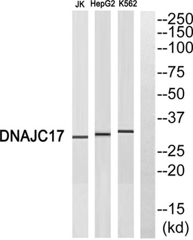 DnaJC17 antibody