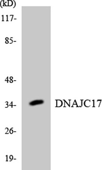 DnaJC17 rabbit pAb Antibody