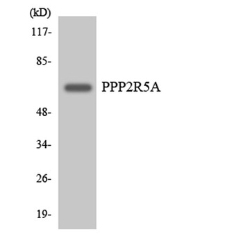 PP2A-B56-alpha antibody