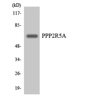 PP2A-B56-α rabbit pAb