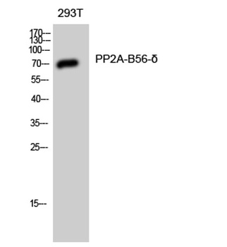 PP2A-B56-delta antibody