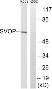 SVOP antibody