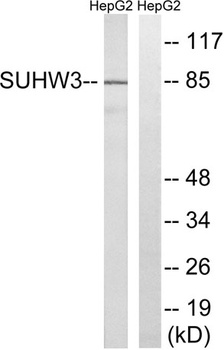 SUHW3 antibody