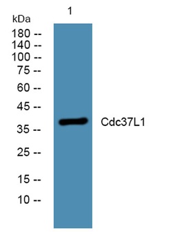 Cdc37L1 rabbit pAb