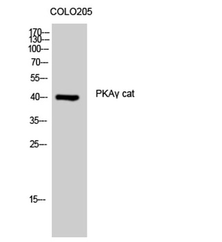 PKA gamma antibody