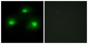 Pki alpha antibody