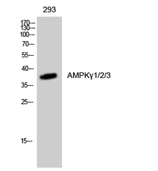 AMPK gamma 1/2/3 antibody