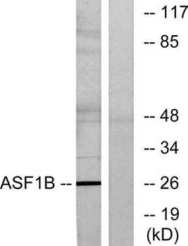 ASF1B antibody