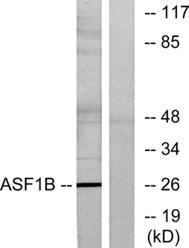 ASF1B rabbit pAb