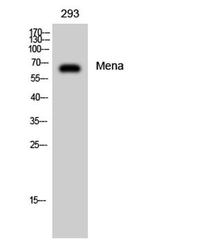 Mena antibody